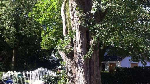 Bomen rooien Vlissingen